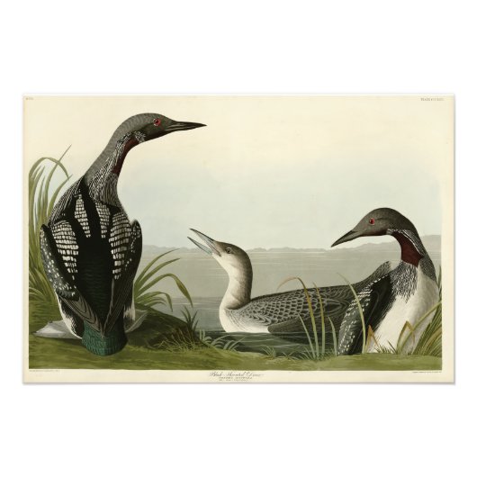 Impression Photo Black Throated Diver Loon Audubon Birds of America (Devant)
