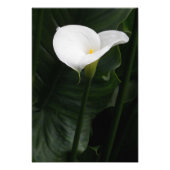 Impression Photo Blanc Calla Lily et Feuille foncé (Devant)