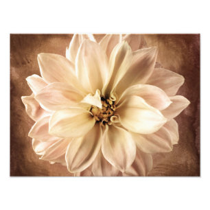 Impression Photo Blanc, crème, arrière - plan Brown de dahlia