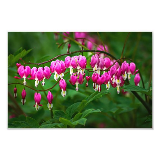 Impression Photo Bleeding Heart Flowers (Devant)