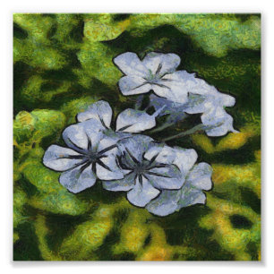 Impression Photo Bleu Bleu Bleu Plumbago