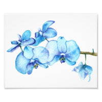Bleu orchidée Botanique