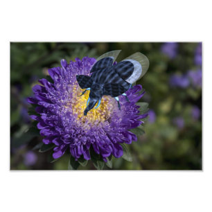 Impression Photo Bleu Rare Élephant Beetle
