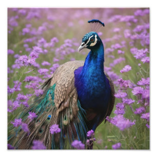 Impression Photo Bleu Royal : Bleu Peacock En Champ Lavande,