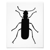 Impression Photo Blister Beetle Silhouette (Devant)