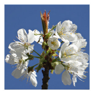 Impression Photo Bloom du printemps blanc