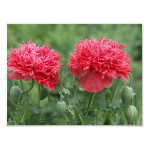 Impression Photo Blooms de Poppy