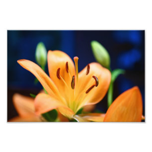 Impression Photo Blossom orange Lilly