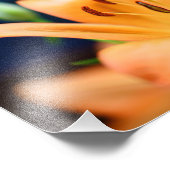 Impression Photo Blossom orange Lilly (Coin)
