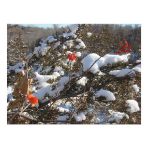 Impression Photo "Blossoms hivernaux"