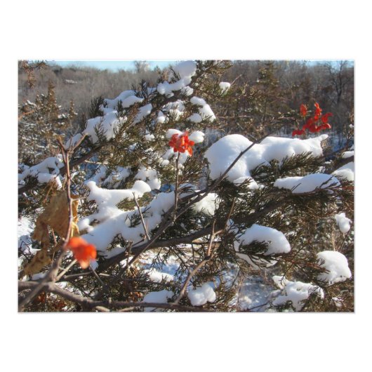 Impression Photo "Blossoms hivernaux" (Devant)