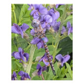 Impression Photo Blue-Eyed Darner Dragonfly on Purple Aconite (Devant)