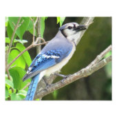 Impression Photo Blue Jay (Devant)