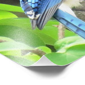 Impression Photo Blue Jay (Coin)