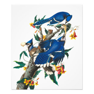 Impression Photo Blue Jay par John James Audubon