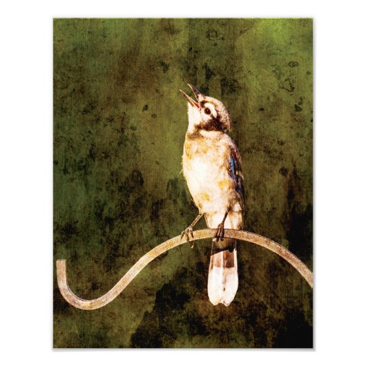 Impression Photo Blue Jay Wall Art Print (Devant)