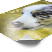 Impression Photo Blue Merle Australian Shepherd chiot 2 (Coin)