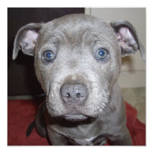 Impression Photo Blue Staffordshire Bull Terrier Puppy (Devant)
