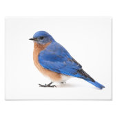 Impression Photo Bluebird (Devant)