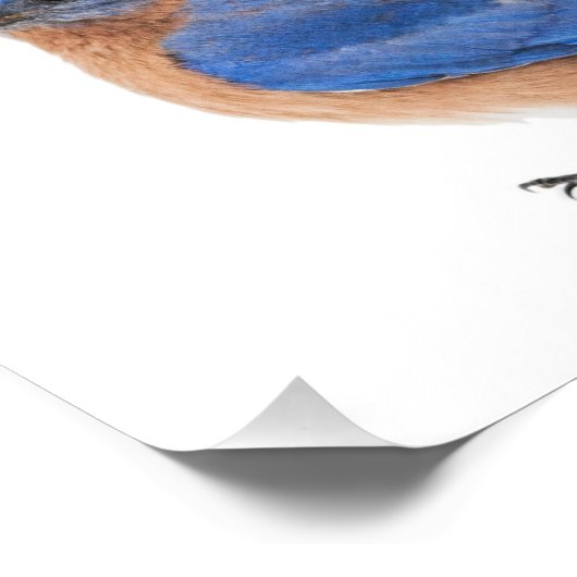 Impression Photo Bluebird (Coin)