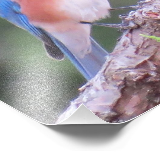 Impression Photo Bluebird (Coin)