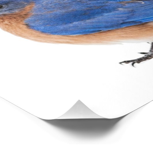 Impression Photo Bluebird (Coin)