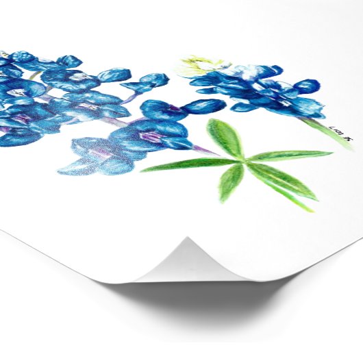 Impression Photo Bluebonnet (Coin)