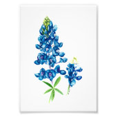 Impression Photo Bluebonnet (Devant)