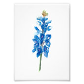 Impression Photo Bluebonnet 5 (Devant)