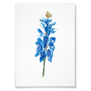Impression Photo Bluebonnet 5