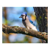 Impression Photo Bluejay (Devant)