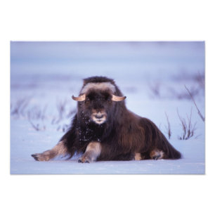 Impression Photo bœuf musqué, Ovibos moschatus, jeune taureau