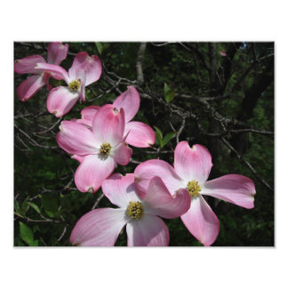 Impression Photo Bois de chien rose de 14 po x 11 po