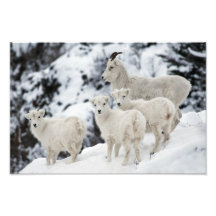 Bonne famille de moutons
