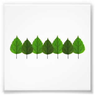 Impression Photo Bonne forêt de feuilles d'arbre vert