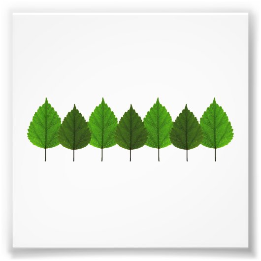 Impression Photo Bonne forêt de feuilles d'arbre vert (Devant)