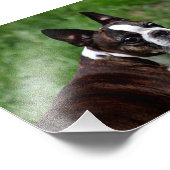 Impression Photo Boston terrier (Coin)