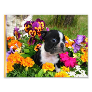 Impression Photo Boston terrier