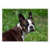 Impression Photo Boston Terrier (Devant)