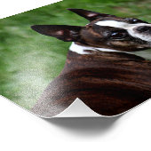 Impression Photo Boston Terrier (Coin)