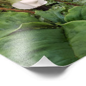 Impression Photo Botanique botanique (Coin)