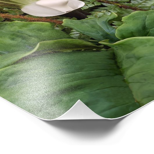 Impression Photo Botanique botanique (Coin)