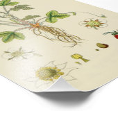 Impression Photo Botanique Plante de fraise sauvage (Coin)