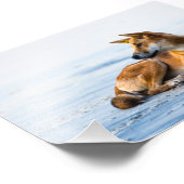 Impression Photo Bouche de Dingo sur la plage, Fraser Island Austra (Coin)