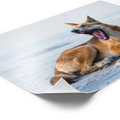 Impression Photo Bouche Dingo ouverte large, Fraser Island Australi (Coin)