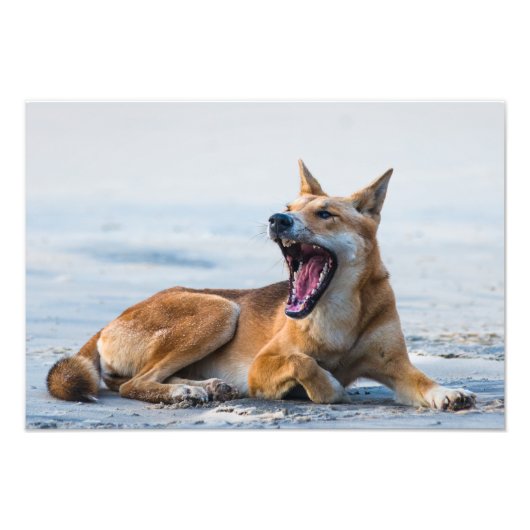 Impression Photo Bouche Dingo ouverte large, Fraser Island Australi (Devant)