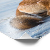 Impression Photo Bouche Dingo ouverte large, Fraser Island Australi (Coin)