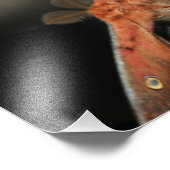 Impression Photo Bouche géante - Antheraea Polyphemus (Coin)