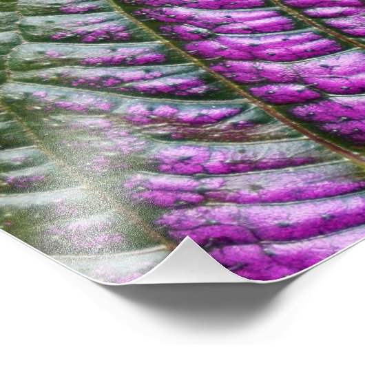 Impression Photo Bouclier persan (Coin)