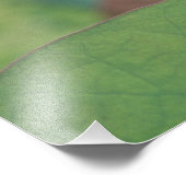 Impression Photo Boue de fleurs de Lotus, Hangzhou, province de Zhe (Coin)